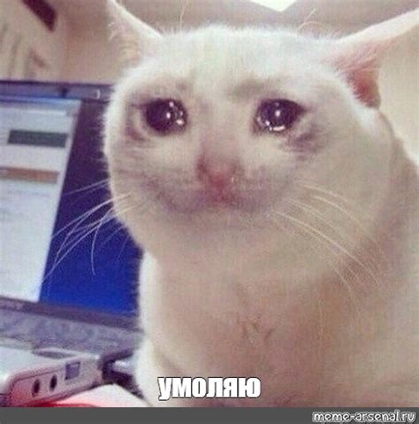 Мем: "умоляю" - Все шаблоны - Meme-arsenal.com