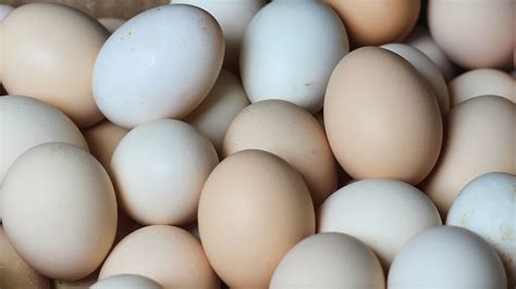 Is an Egg a Fruit or a Vegetable?