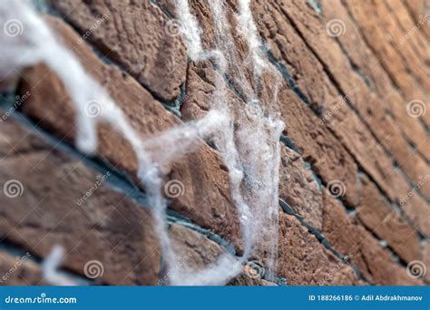 Spider web on brick wall stock photo. Image of light - 188266186