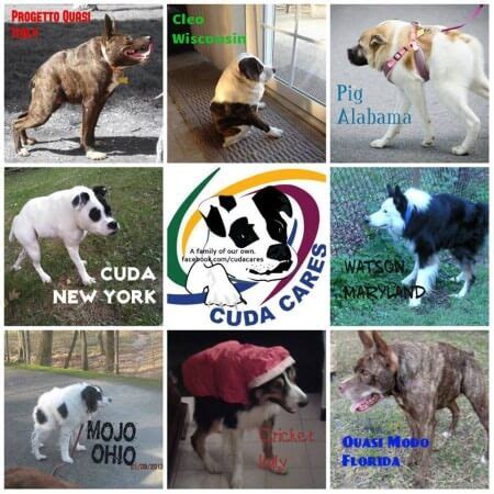 19 Quasimodo Dogs (Worldwide List & Photos) √ DOGICA®