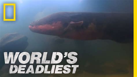 Six-Foot Electric Eel | World's Deadliest - YouTube