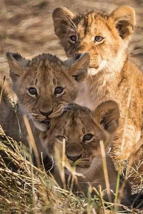 Lion evolution according to genome sequencing – Artofit