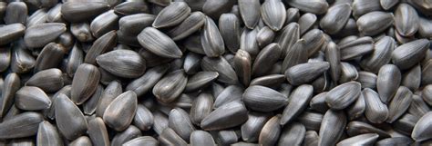 ЧЕРЕН СЛЪНЧОГЛЕД – AGROS Grain group