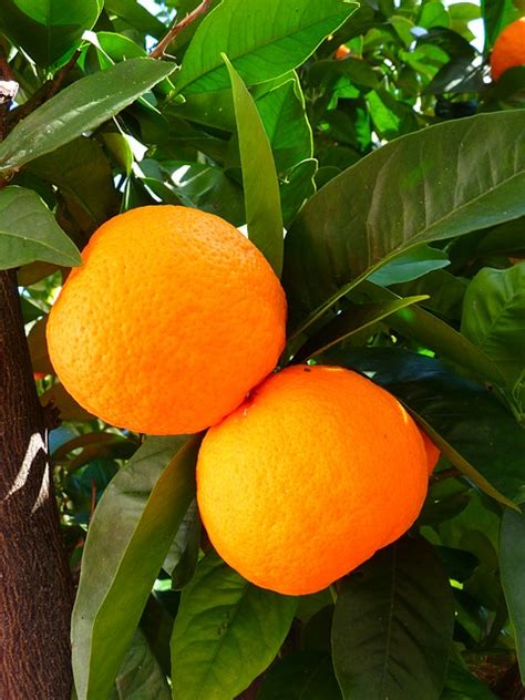 Naranja - Origen y producción