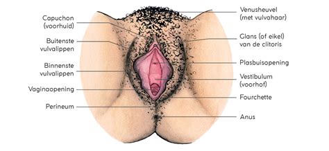 Onderkantje, spleetje, flamoes: laten we het gewoon ‘de vulva’ noemen