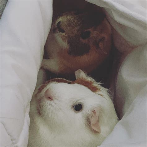 peegs 8