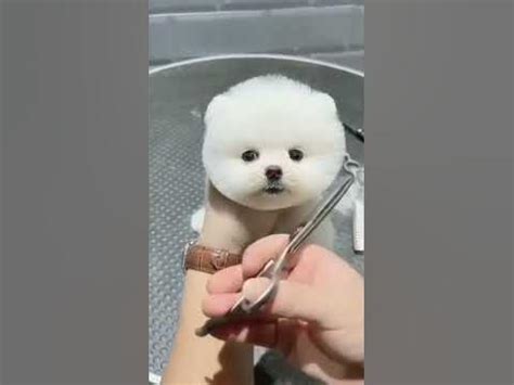 стрижка собак - YouTube