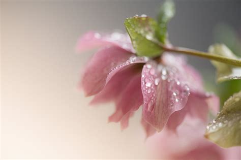 photograph flowers