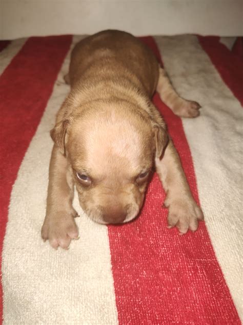 Miss Red - American Pit Bull Terrier Puppy for Sale in Largo, FL | Lancaster Puppies