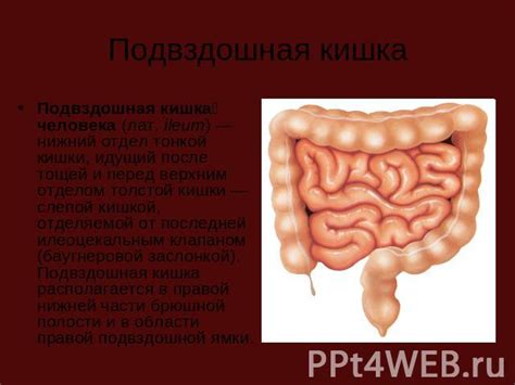 Пищеварительная система человека