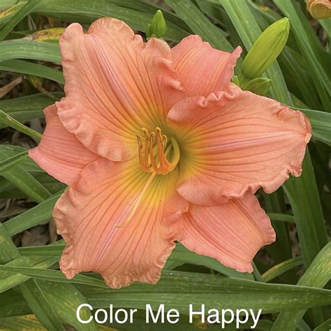 17 Color Me Happy Daily Desktop Calendar