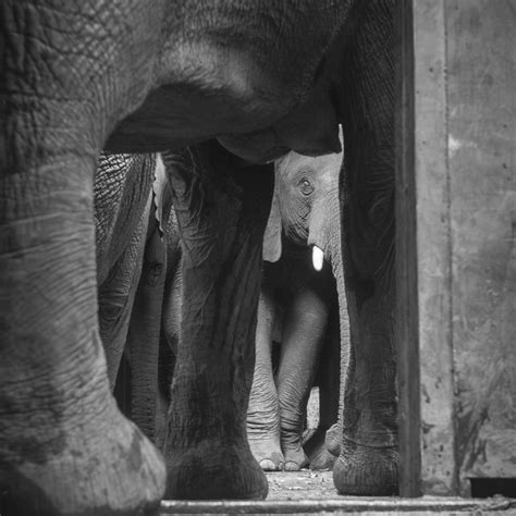 ELEPHANT RELOCATION - Marie Claire Greve