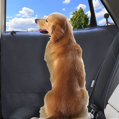 Dog Door Guards Scratching Dogs