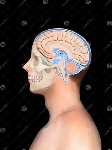 diagram illustrating cerebrospinal fluid csf   brain central