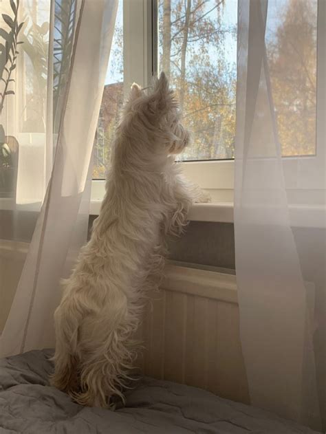 Westie | Белый терьер, Терьер, Собачки