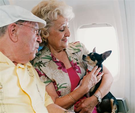 The Hidden Companion: A Step-By-Step Guide To Booking Service Animals On American Airlines