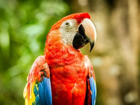 20 Costa Rica Birds You Must See (Guide to Bird Watching) - Eco Lodges ...