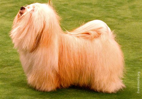 Болонки - Фото собак, разновидности породы, отзывы и цена | Petguru