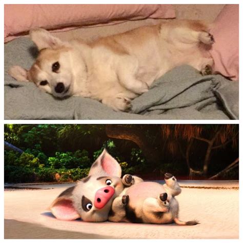 A striking resemblance : r/corgi