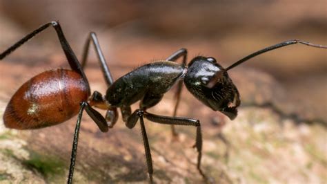 giant ant insects giant forest ant camponotus gigas borneo largest