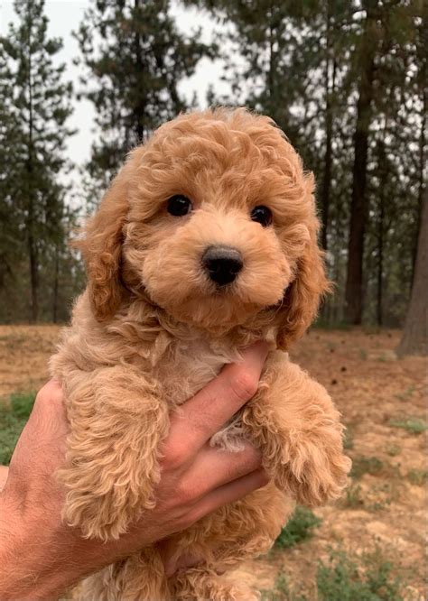 poodle puppies  sale  craigslist red poodle puppies  sale artofit