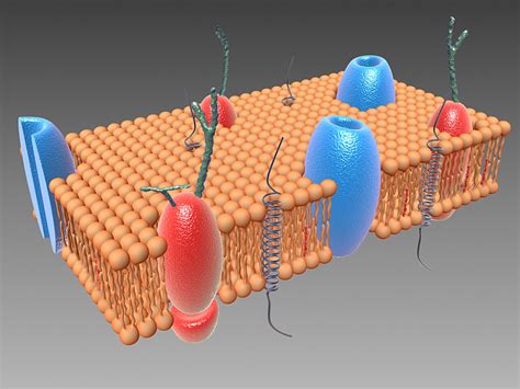 Model Of The Cell Membrane