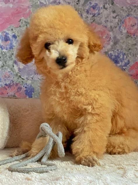 Pin by Gulnara Viscu on Той-пудель | Animals, Dogs