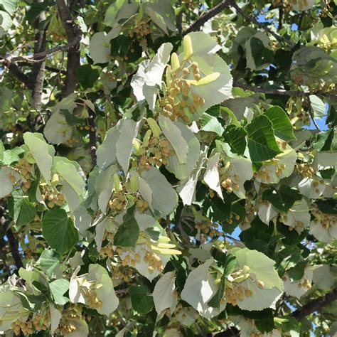 Tilia tomentosa (Tiliaceae) image 47372 at PlantSystematics.org