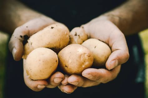 How Long Do Potatoes Take to Grow? — Meadowlark Journal