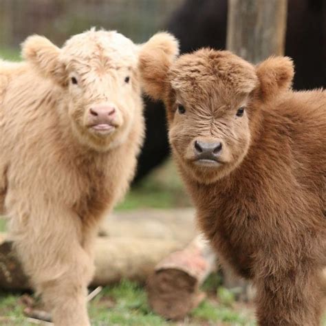 Cute Highland Cattle Calves - Fluffy Farm Animals
