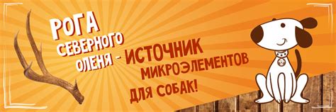 Натуральные лакомства для собак и кошек, оленьи рога, игрушки ...