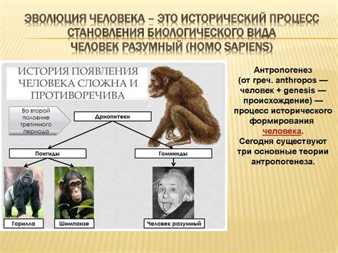 Эволюция человека - презентация онлайн