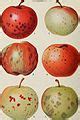 category apples wikimedia commons