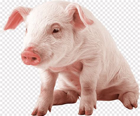 Free download | Piglet, Small Pig Sitting, animals, pigs png | PNGEgg