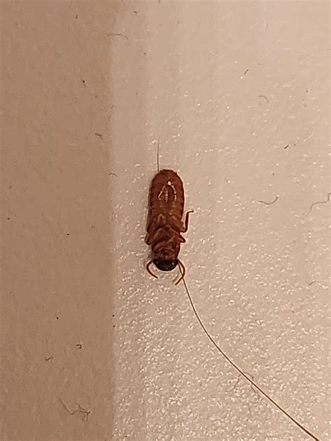 bug    texas usa rwhatisthisbug