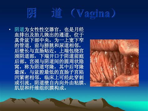 人体形态学 女性生殖系统解剖_word文档在线阅读与下载_免费文档