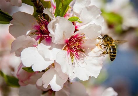 what does it mean when bees are attracted to you 4