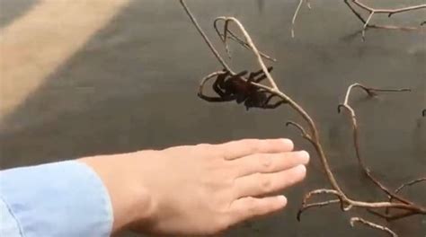 Australians rescued a giant spider. The rest of the world wonders why ...