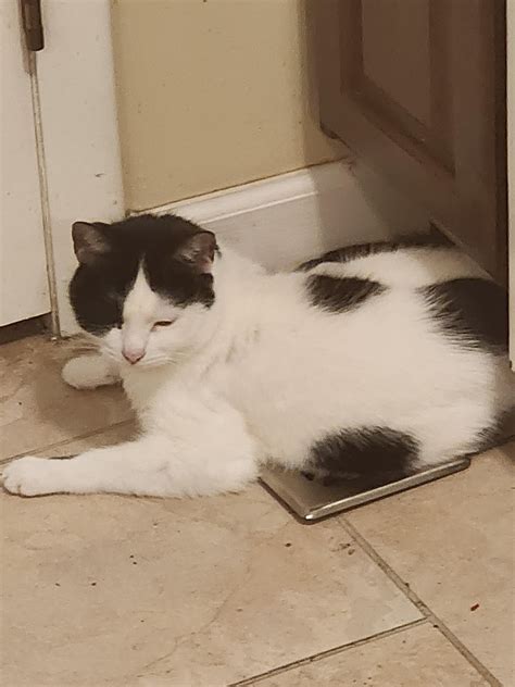 Has anyone seen my furnace vent? : r/cats