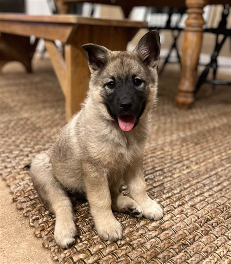 Norwegian Elkhound Puppy 4