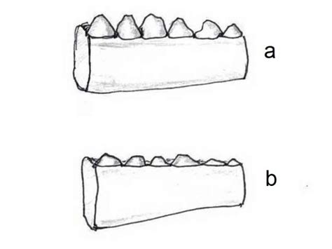 Bearded Dragon Teeth: The Essential Anatomy and Biology