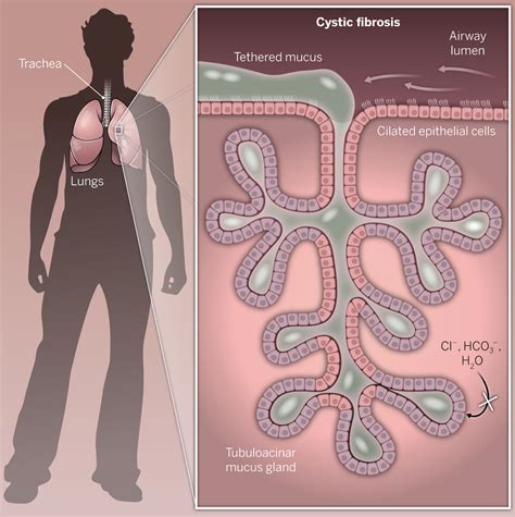 Letting go of mucus | Science