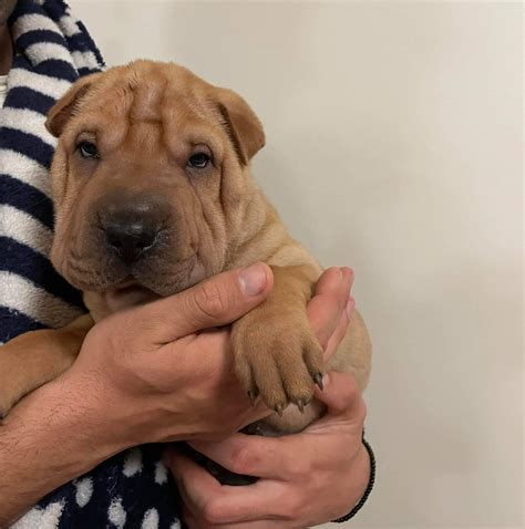 Purebred Sharpei - Redwood Park - PetsForHomes