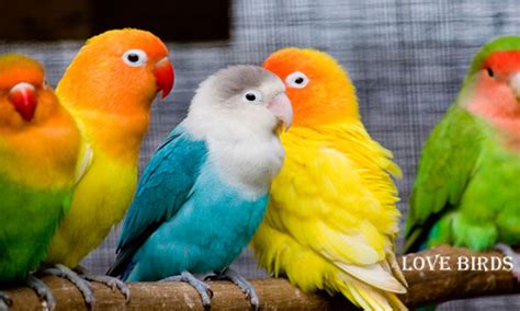 Home Pets Page: LoveBirds As a Home Pets Behaviour