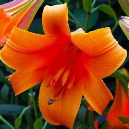 Lily (Lilium) African Queen till salu på nätet i EU direkt från Holland