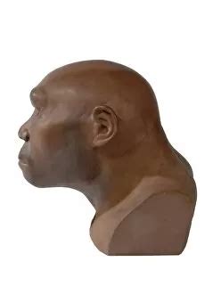 Homo Erectus Erectus Collection of Photo Prints and Gifts