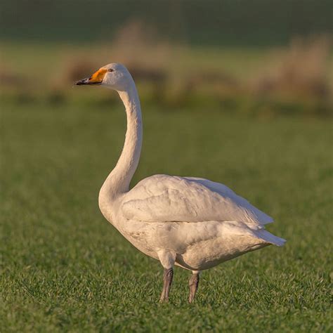mengenal spesies angsa whooper  peteriak  petani