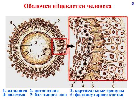 Эмбриология человека - презентация онлайн