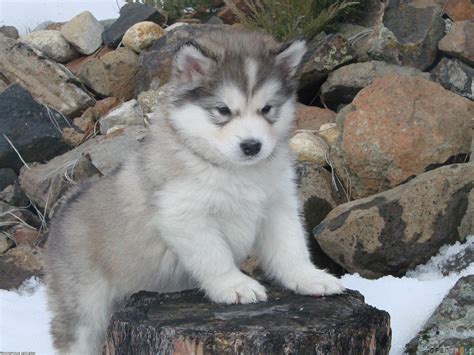 Alaskan Malamute Wallpapers - Wallpaper Cave
