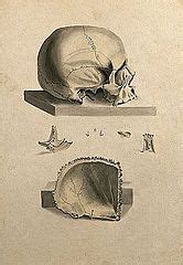filehuman skull  figures showing sections   entire skul